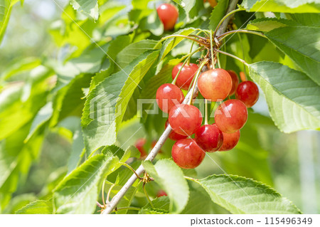 紅成熟的櫻桃（佐藤錦） 櫻桃採摘 山形縣東根市 115496349
