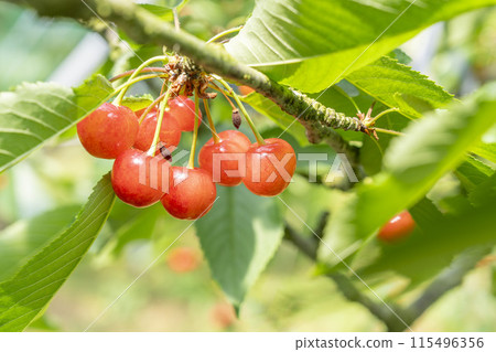 Red Ripe Cherries (Sato Nishiki) Cherry Picking Higashine City, Yamagata Prefecture Red Ripe Cherries (Sato Nishiki) Cherry Picking Higashine City, Yamagata Prefecture 115496356