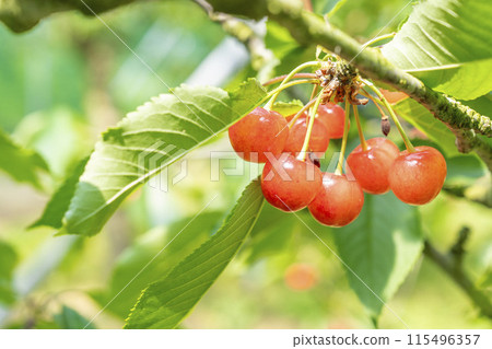 Red Ripe Cherries (Sato Nishiki) Cherry Picking Higashine City, Yamagata Prefecture Red Ripe Cherries (Sato Nishiki) Cherry Picking Higashine City, Yamagata Prefecture 115496357