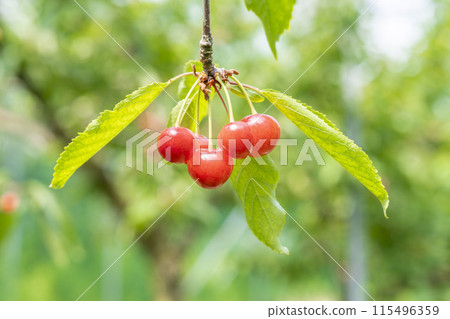 Red Ripe Cherries (Sato Nishiki) Cherry Picking Higashine City, Yamagata Prefecture 115496359