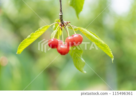 紅成熟的櫻桃（佐藤錦） 櫻桃採摘 山形縣東根市 115496361