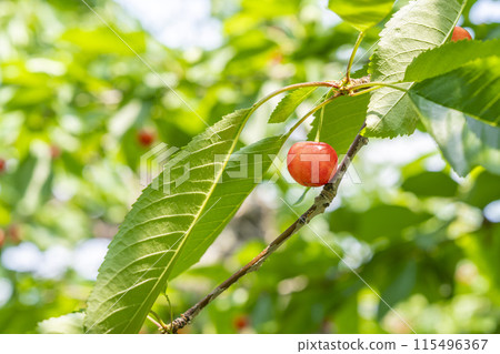 紅成熟的櫻桃（佐藤錦） 櫻桃採摘 山形縣東根市 115496367