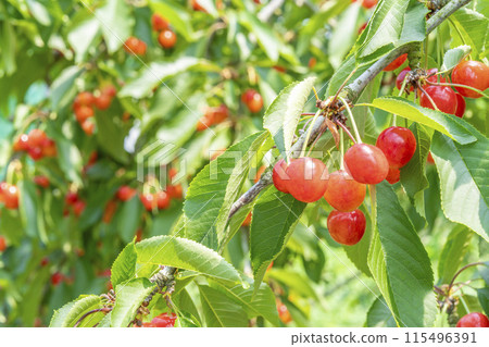 紅成熟的櫻桃（佐藤錦） 櫻桃採摘 山形縣東根市 115496391