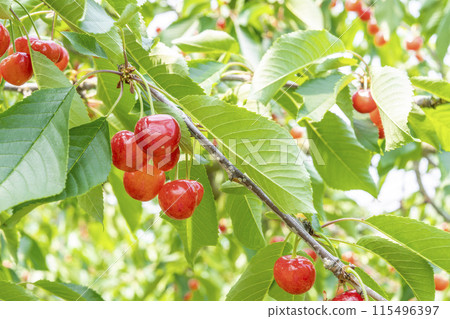 Red Ripe Cherries (Sato Nishiki) Cherry Picking Higashine City, Yamagata Prefecture Red Ripe Cherries (Sato Nishiki) Cherry Picking Higashine City, Yamagata Prefecture 115496397