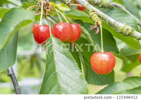 紅成熟的櫻桃（佐藤錦） 櫻桃採摘 山形縣東根市 115496412