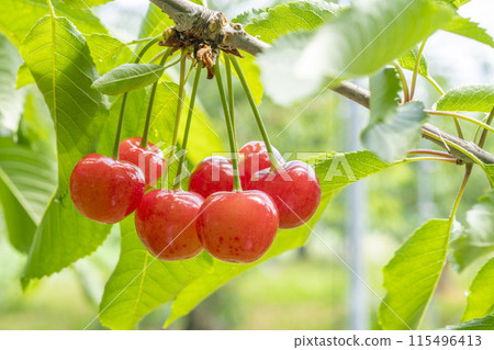 Red Ripe Cherries (Sato Nishiki) Cherry Picking Higashine City, Yamagata Prefecture Red Ripe Cherries (Sato Nishiki) Cherry Picking Higashine City, Yamagata Prefecture 115496413