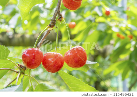 紅成熟的櫻桃（佐藤錦） 櫻桃採摘 山形縣東根市 115496421