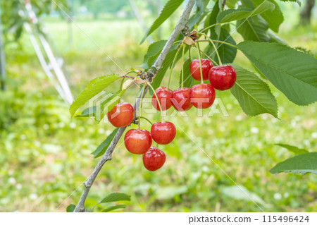 紅成熟的櫻桃(佐藤錦) 櫻桃採摘 山形縣東根市 紅成熟的櫻桃(佐藤錦) 櫻桃採摘 山形縣東根市 115496424