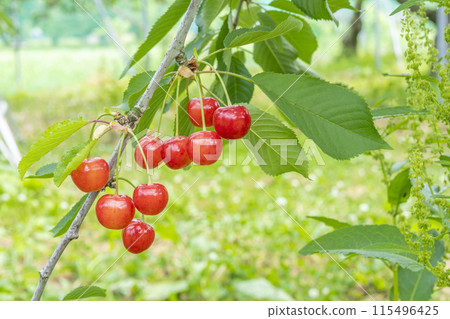 紅成熟的櫻桃（佐藤錦） 櫻桃採摘 山形縣東根市 115496425