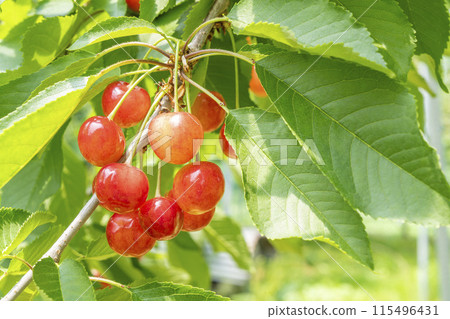Red Ripe Cherries (Sato Nishiki) Cherry Picking Higashine City, Yamagata Prefecture 115496431