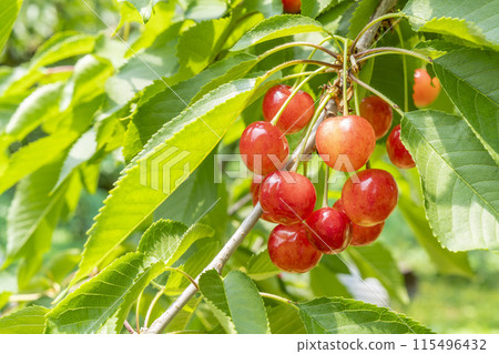 Red Ripe Cherries (Sato Nishiki) Cherry Picking Higashine City, Yamagata Prefecture Red Ripe Cherries (Sato Nishiki) Cherry Picking Higashine City, Yamagata Prefecture 115496432