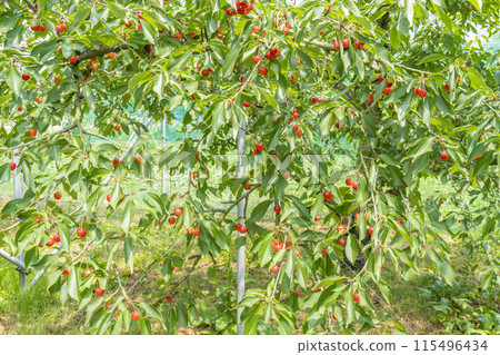 Red Ripe Cherries (Sato Nishiki) Cherry Picking Higashine City, Yamagata Prefecture 115496434