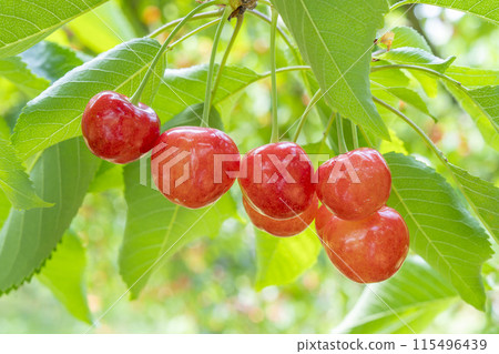 Red Ripe Cherries (Sato Nishiki) Cherry Picking Higashine City, Yamagata Prefecture Red Ripe Cherries (Sato Nishiki) Cherry Picking Higashine City, Yamagata Prefecture 115496439