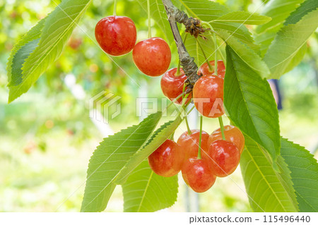 Red Ripe Cherries (Sato Nishiki) Cherry Picking Higashine City, Yamagata Prefecture Red Ripe Cherries (Sato Nishiki) Cherry Picking Higashine City, Yamagata Prefecture 115496440