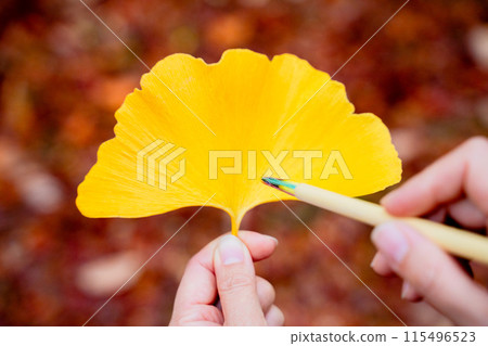 Autumn ginkgo leaves 115496523