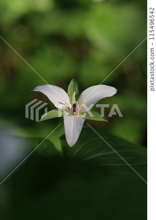 Trillium camschatus 1 Trillium camschatus 1 115496542