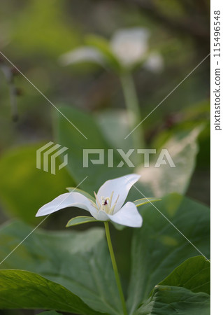 Trillium 5 115496548