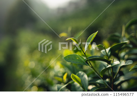 Tea leaves in the plantation 115496577