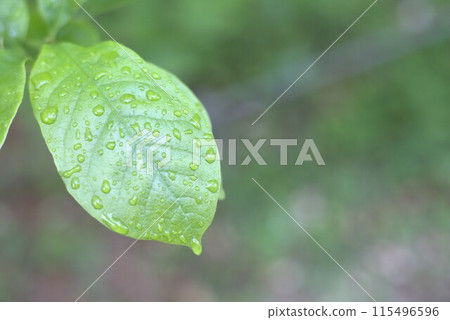 雨淋濕了 雨淋濕了 115496596