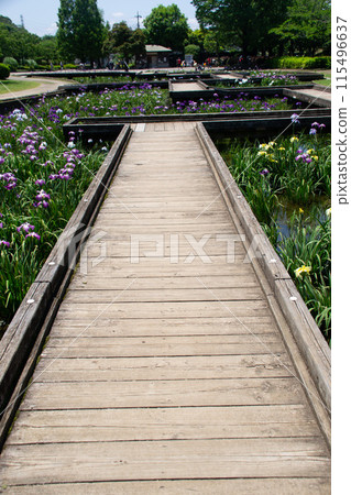 Iris garden 115496637