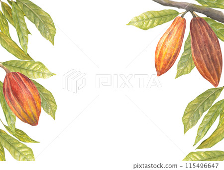 Frame with cacao fruit and leaf watercolor illustration , hand drawn. Hand drawn sketch of vegetable, leaves, flowers. Botanical drawing of tropical fruit. Engraving for food packaging design 115496647