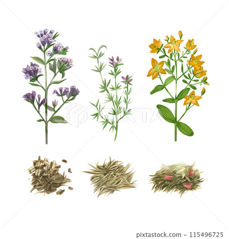 Set of watercolor illustrations. Meadow grass, hypericum, lungwort, oregano, herbal tea. All elements are hand painted in watercolor. Suitable for printing on packaging, menus, kitchens, textiles. Set of watercolor illustrations. Meadow grass, hypericum, lungwort, oregano, herbal tea. All elements are hand painted in watercolor. Suitable for printing on packaging, menus, kitchens, textiles. 115496725