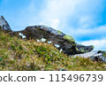 White flowers in summer mountains growing from old grass 115496739
