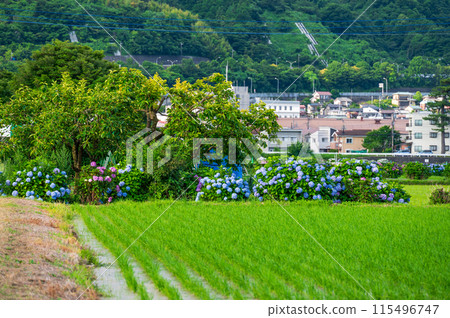 海成繡球花村 - 稻田外盛開的繡球花 115496747