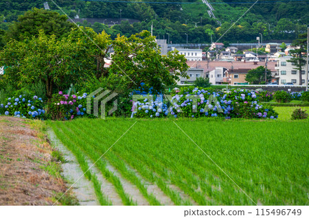 Kaisei Hydrangea Village: Hydrangeas blooming beyond the rice fields 115496749