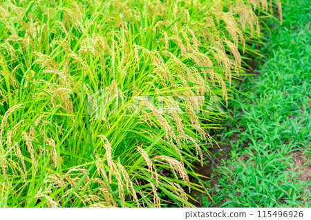 [Rice material] Fruitful paddy fields [Nagano Prefecture] 115496926