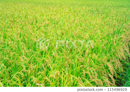 [大米素材] 碩果累累的稻田 [長野縣] 115496929