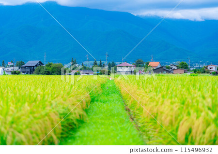 [大米素材] 碩果累累的稻田 [長野縣] 115496932