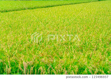 [Rice material] Fruitful paddy fields [Nagano Prefecture] 115496937