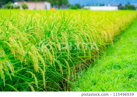 [Rice material] Fruitful paddy fields [Nagano Prefecture] 115496939