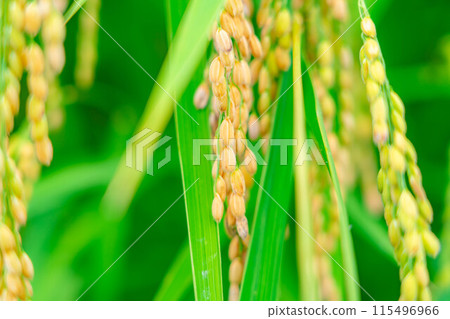 [Rice material] Fruitful paddy fields [Nagano Prefecture] 115496966
