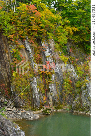 在岩牆上的秋天葉子樹 115497031