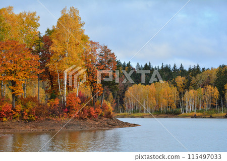 黃樺樹和湖 115497033