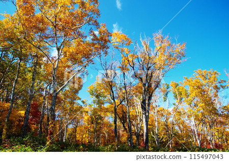 Stretching birch leaves 115497043