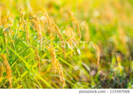 [Autumn material] Ears of rice covered in morning dew [Nagano Prefecture] 115497066