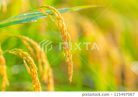 [Autumn material] Ears of rice covered in morning dew [Nagano Prefecture] 115497067