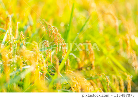 [Autumn material] Ears of rice covered in morning dew [Nagano Prefecture] 115497073