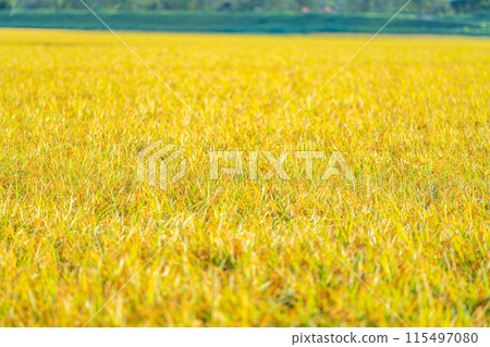 [Autumn material] Ears of rice covered in morning dew [Nagano Prefecture] 115497080