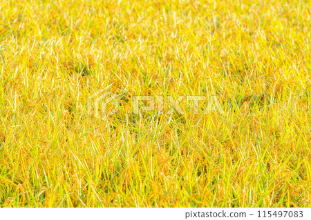 [Autumn material] Ears of rice covered in morning dew [Nagano Prefecture] 115497083
