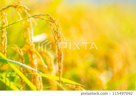 [Autumn material] Ears of rice covered in morning dew [Nagano Prefecture] 115497092