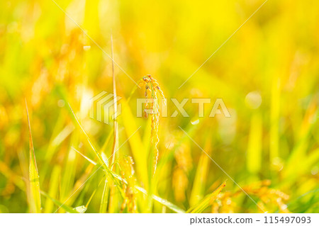 [Autumn material] Ears of rice covered in morning dew [Nagano Prefecture] 115497093