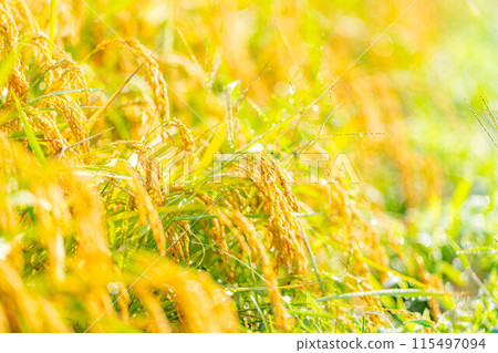 [Autumn material] Ears of rice covered in morning dew [Nagano Prefecture] 115497094