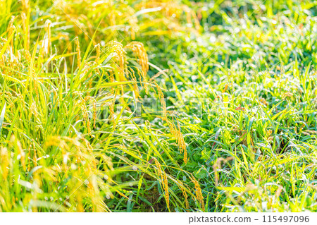 [Autumn material] Ears of rice covered in morning dew [Nagano Prefecture] 115497096