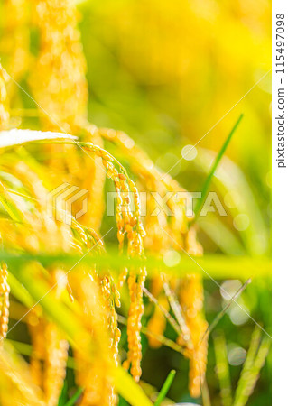[Autumn material] Ears of rice covered in morning dew [Nagano Prefecture] 115497098