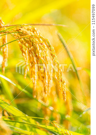 [Autumn material] Ears of rice covered in morning dew [Nagano Prefecture] 115497099