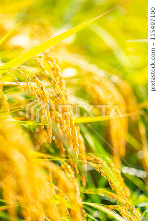 [Autumn material] Ears of rice covered in morning dew [Nagano Prefecture] 115497100